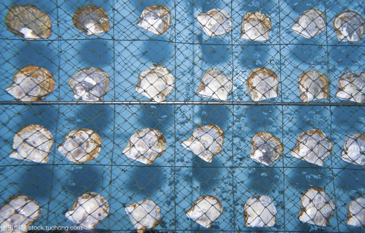 牡蛎养殖场kokaeo,牡蛎显示在一个水族馆的珍珠养殖牡蛎作为一个例子普吉岛泰国,亚洲