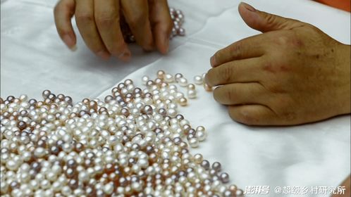 珍珠是种出来的 江苏这个小镇让人大开眼界